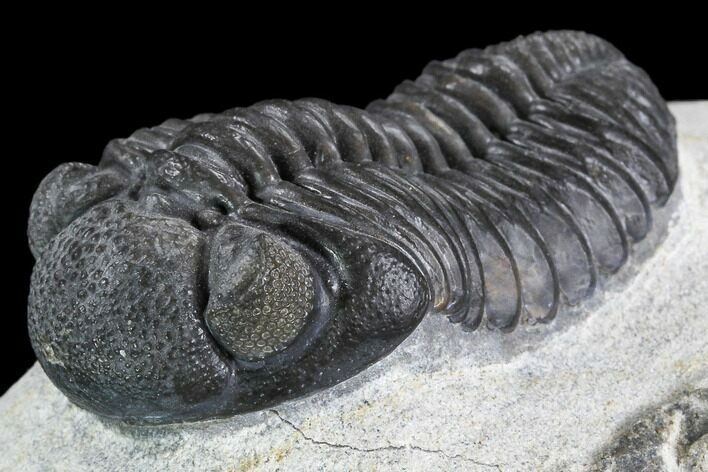 Detailed Austerops Trilobite - Excellent Specimen #108485